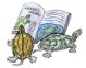 Sumpf- & Wasserschildkröten