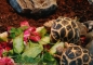Preview: Opuntien (Opuntia) Kaktus Futterblatt für Schildkröten ca. 1kg