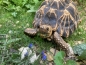 Preview: Timothy Futtergras für Landschildkröten 70g