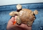 Preview: SAFARI Landschildkröte Figur