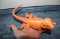 Preview: SAFARI Bartagame Echse - Bearded Dragon