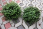 Preview: Callesia repens - XL Futterpflanze für Terrarium 11cm Topf