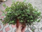 Preview: Callesia repens - XL Futterpflanze für Terrarium 11cm Topf