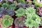 Preview: Steingartenpflanze Hauswurz/Dachwurz Futterpflanze