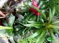 Preview: Bromelie gross "Neoregelia" 12cm Topf verschiedene Arten