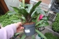 Preview: Bromelie gross "Neoregelia" 12cm Topf verschiedene Arten