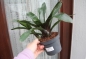 Preview: Bromelie gross "Neoregelia" 12cm Topf verschiedene Arten