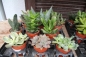 Preview: Aloe & Sukkulenten Jungpflanzen 1 Stück im 5cm Topf