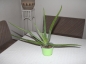 Preview: PetSnack Aloe vera BIO - Aloe vera im 12 cm Topf