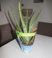 Preview: PetSnack Aloe vera BIO - Aloe vera im 12 cm Topf