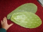 Preview: Opuntien (Opuntia) Kaktus Futterblatt für Schildkröten ca. 1kg