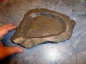 Preview: Turtle Dish Granit 19x16x2 cm  LuckyReptil