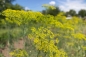 Preview: Dill 5g  (Anethum graveolens)