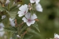 Preview: Echter Eibisch 2g  (Althaea officinalis)