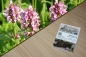 Preview: Heilziest 1g  (Betonica officinalis)