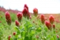 Preview: Inkarnatklee 5g  (Trifolium Incarnatum)