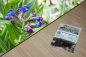 Preview: Weiches Lungenkraut 1g  (Pulmonaria mollis)