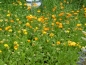 Preview: Garten-Ringelblume 2g  (Calendula officinalis)