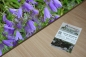 Preview: Rapunzel Glockenblume 1g  (Campanula rapunculus)