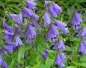 Preview: Rapunzel Glockenblume 1g  (Campanula rapunculus)