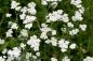 Preview: Gewöhnliche Schafgarbe 2g  (Achillea millefolium)