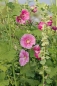 Preview: Stockrose 1g  (Alcea rosea)