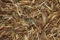 Preview: Wiesen-Bocksbart 2g  (Tragopogon pratensis)