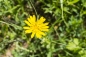 Preview: Wiesen-Bocksbart 2g  (Tragopogon pratensis)