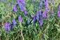 Preview: Winterwicke 5g  (Vicia villosa)