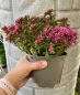 Preview: Teppich Fetthenne pink im 11cm Topf (Sedum spurium aristata)