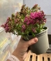 Preview: Teppich Fetthenne pink im 11cm Topf (Sedum spurium aristata)