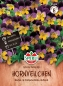 Preview: Hornveilchen Johnny Jump Up - Viola x cornuta