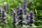 Preview: Genfer Günsel 2g  (Ajuga genevensis)