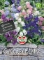 Preview: Glockenblumen Campana Mischung - Campanula medium