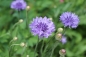 Preview: Kornblume 3g  (Centaurea cyanus)