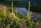 Preview: Großblütige Königskerze 2g  (Verbascum densiflorum)