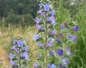 Preview: Blauer Natternkopf 5g  (Echium vulgare)