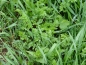 Preview: Wilde Möhre 2g  (Daucus carota ssp. carota)