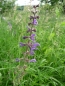 Preview: Wiesensalbei blau 2g  (Salvia pratensis)