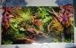 Preview: Fotorückwand Colorful Jungle /Stranler Fig. 0,5m Hoch