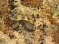 Preview: Lucky Reptile - Sphagnum Moss Ziegel 100g
