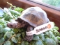 Preview: Riesenschildkröte von Schleich