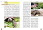 Preview: Die Iberische Landschildkröte NTV-Verlag Buch