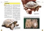 Preview: Die Spornschildkröte Geochelone sulcata NTV-Buch