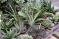 Preview: Aloe & Sukkulenten Jungpflanzen 1 Stück im 5cm Topf