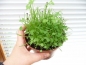 Preview: Lucky Reptile Herb Garden Wildkräutermischung 2g