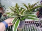 Preview: Bromelie gross "Neoregelia" 12cm Topf verschiedene Arten