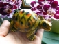 Preview: Indra Colour Tortoise Deko Landschildkröte