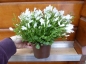 Preview: Glockenblume Futterpflanze im Topf (Blütenfarbe varriert)