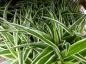 Preview: Zebragras (Chlorophytum Bonnie) 10/15cm Topf/Groesse